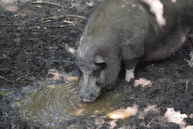 国内赛场 国内赛场